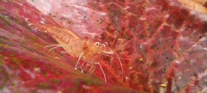 Photographie du post de AquaShrimp95 