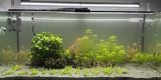 Monte Carlo Départ du projet gazonnante avec de la Monte Carlo ? 
À dans quelques mois pour le résultats final