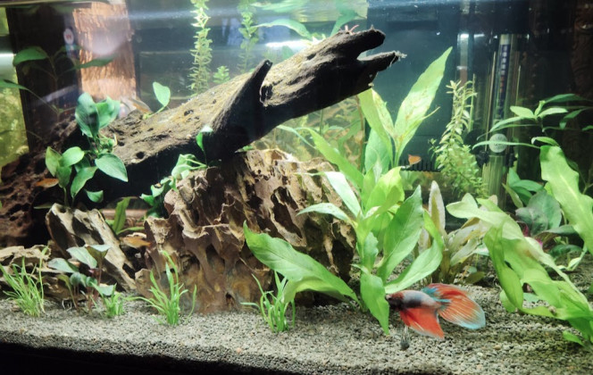 Photographie du post de Cendra03 