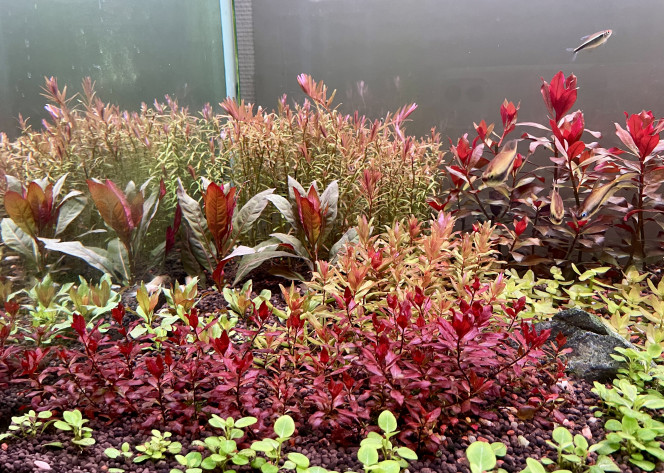 Photographie du post de Edmon 