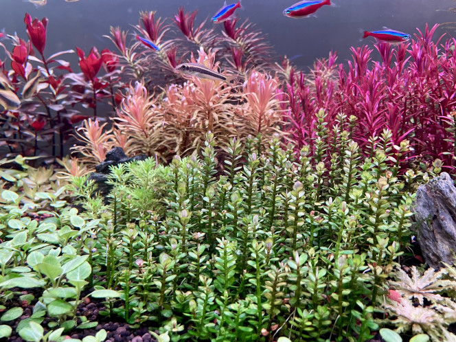 Photographie du post de Edmon 