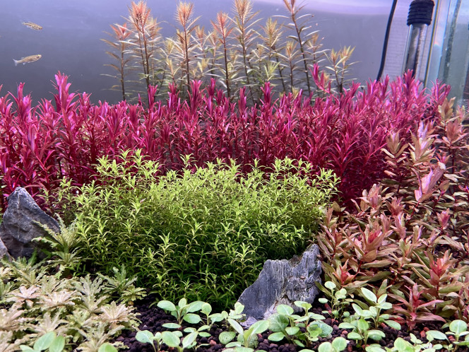 Photographie du post de Edmon 