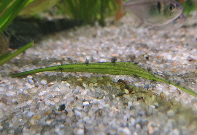 Photographie du post de JV973 