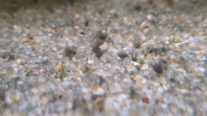 Photographie du post de JV973 