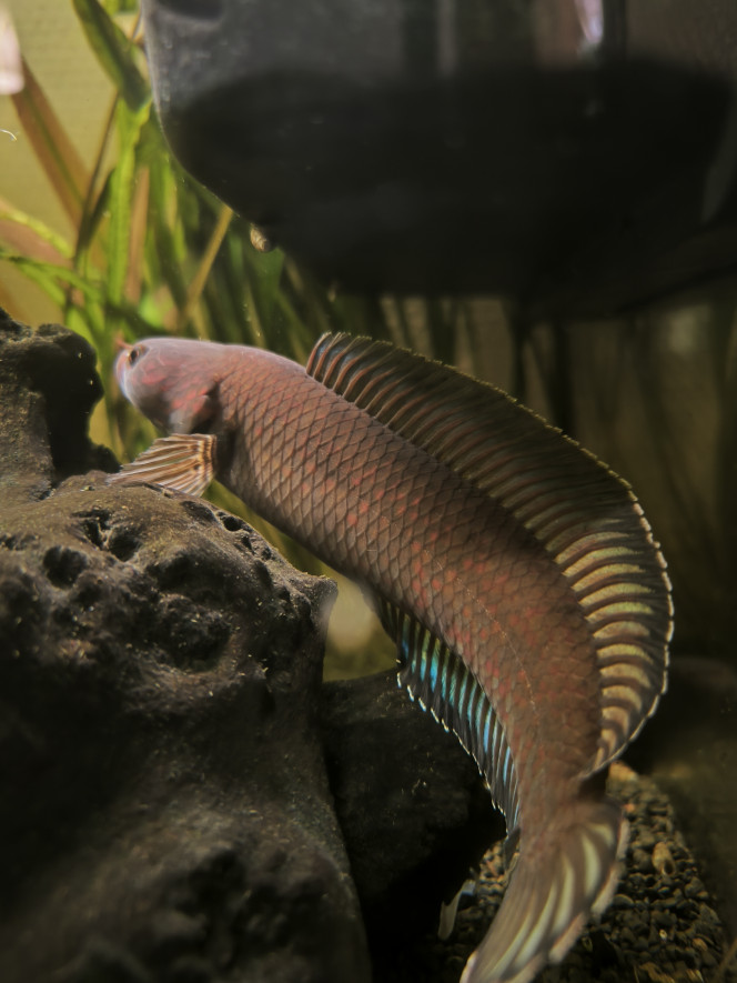 Photographie du post de Guigui-tkt 