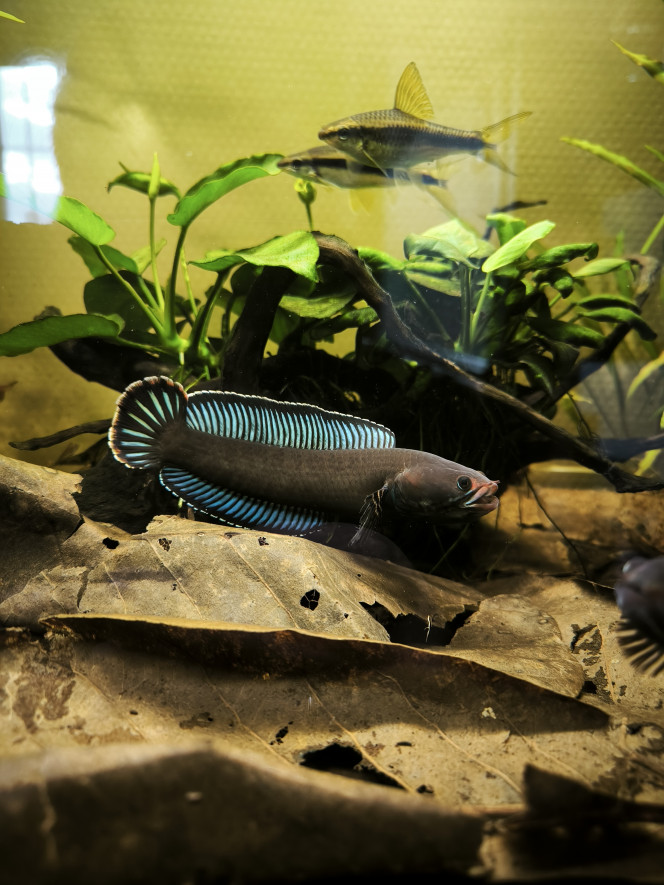 Photographie du post de Guigui-tkt 