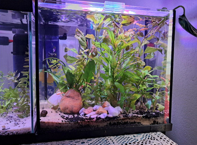 Nano 25 litres Aquarium communautaire de démarrage. Vie aquatique au top. Mis en eau en octobre 2025. 3 variétés de poissons + escargots nettoyeurs.