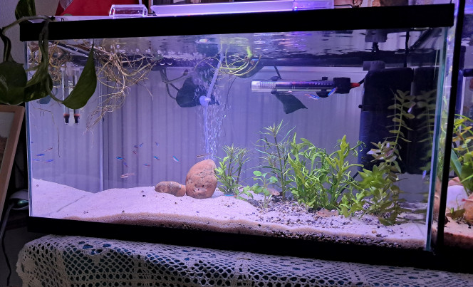  Aquarium communautaire démarré en février 2026.