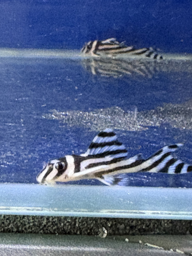 Photographie du post de Aquarius.0103 