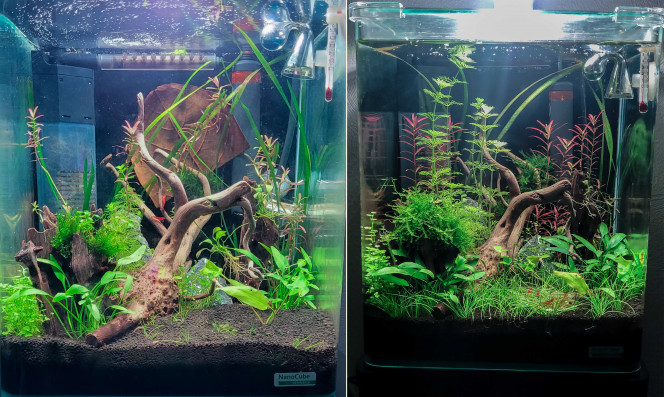 Avant/Après Un gros mois et demi de pousse. Les rotalas se sont bien installées, il n'y a plus qu'à les rendre plus denses.
La mousse a triplé de volume, mais je n'ai pas le cœur à la tailler.