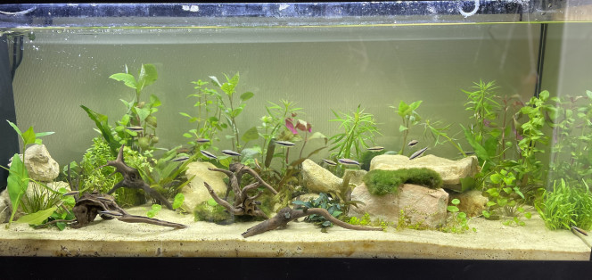 Quelques plantes en plus. C'était léger en plantes, j'en ai ajouter quelques unes.