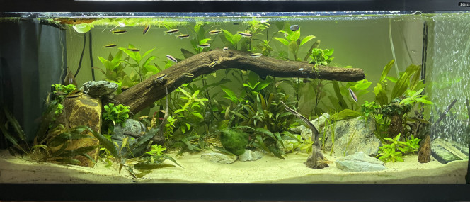 Restructuration de l'aquarium J'ai enlever les roches calcaires et ajouter une racine. Voilà la résultat quelques temps après