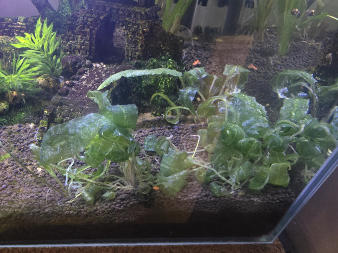 Photographie du post de Laurene27 