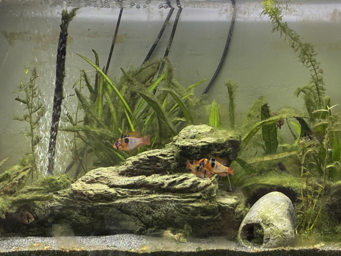 Photographie du post de GUINET1970 