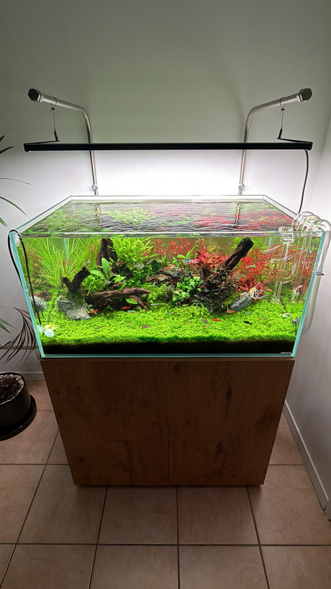 243l Aquascaping de 243l, bac full communautaire. Tout le monde est en harmonie