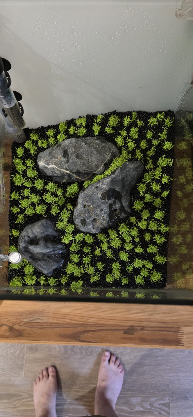 Iwagumi 30 L Bonjour à tous,
Après 26 jours en dry start, la mise en eau de mon 30 L Iwagumi est enfin faite ! Après beaucoup de patience, la triplette est enfin complète.
Le CO₂ est en action à raison d’une demi-bulle par seconde. La puissance de l’éclairage a été diminuée à 75 % pendant 8 heures par jour. J’ai injecté des bactéries, même si tout était déjà bien rôdé.
J’ai bien sûr commencé une dose d’Easy Carbo le temps du cyclage. Aucun engrais n’est prévu pour le moment, l’Utricularia graminifolia n’en ayant pas besoin immédiatement. Une fertilisation uniquement en NPK (macro-éléments) sera toutefois envisagée dans une quinzaine de jours.
Il ne reste plus qu’à attendre.
Bonne journée à vous ?