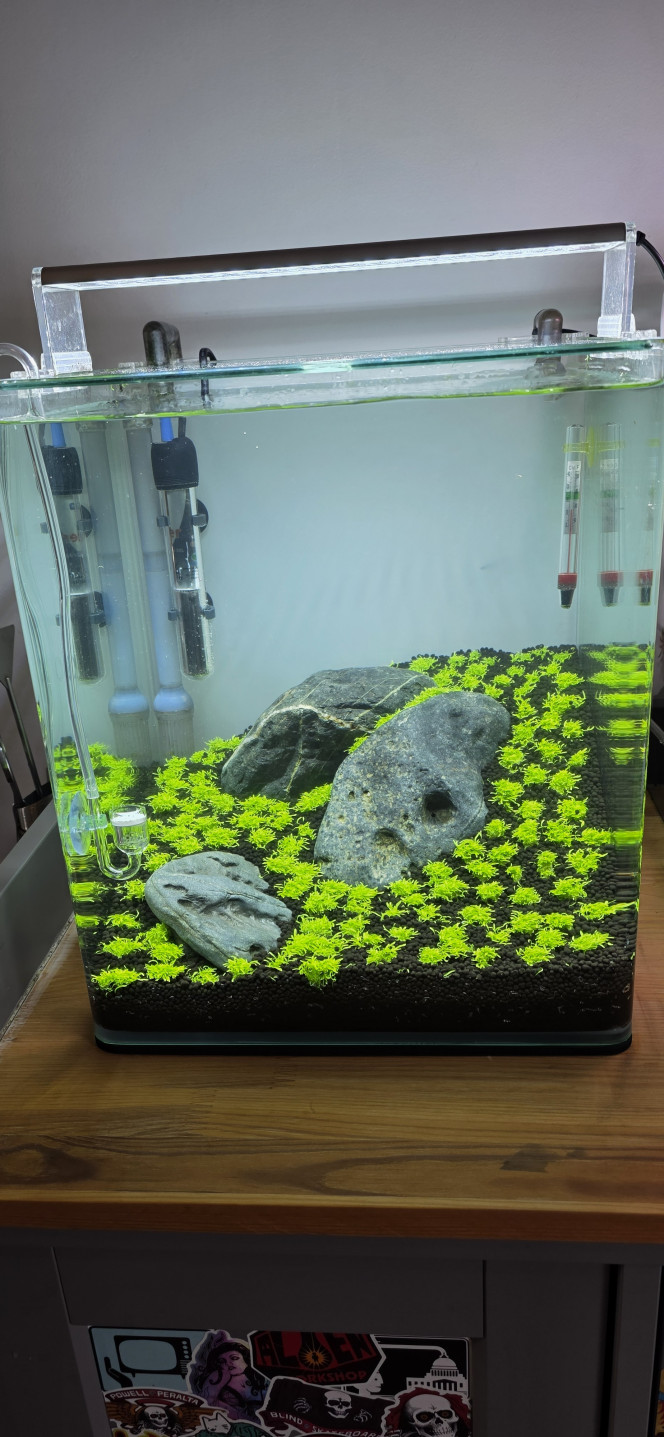 Iwagumi 30 L Bonjour à tous,
Après 26 jours en dry start, la mise en eau de mon 30 L Iwagumi est enfin faite ! Après beaucoup de patience, la triplette est enfin complète.
Le CO₂ est en action à raison d’une demi-bulle par seconde. La puissance de l’éclairage a été diminuée à 75 % pendant 8 heures par jour. J’ai injecté des bactéries, même si tout était déjà bien rôdé.
J’ai bien sûr commencé une dose d’Easy Carbo le temps du cyclage. Aucun engrais n’est prévu pour le moment, l’Utricularia graminifolia n’en ayant pas besoin immédiatement. Une fertilisation uniquement en NPK (macro-éléments) sera toutefois envisagée dans une quinzaine de jours.
Il ne reste plus qu’à attendre.
Bonne journée à vous ?