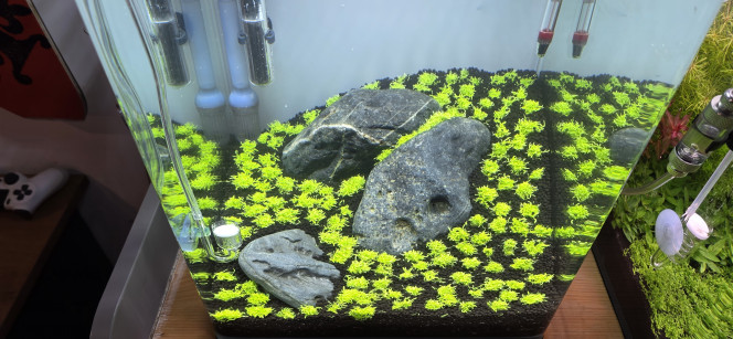 Iwagumi 30 L Bonjour à tous,
Après 26 jours en dry start, la mise en eau de mon 30 L Iwagumi est enfin faite ! Après beaucoup de patience, la triplette est enfin complète.
Le CO₂ est en action à raison d’une demi-bulle par seconde. La puissance de l’éclairage a été diminuée à 75 % pendant 8 heures par jour. J’ai injecté des bactéries, même si tout était déjà bien rôdé.
J’ai bien sûr commencé une dose d’Easy Carbo le temps du cyclage. Aucun engrais n’est prévu pour le moment, l’Utricularia graminifolia n’en ayant pas besoin immédiatement. Une fertilisation uniquement en NPK (macro-éléments) sera toutefois envisagée dans une quinzaine de jours.
Il ne reste plus qu’à attendre.
Bonne journée à vous ?