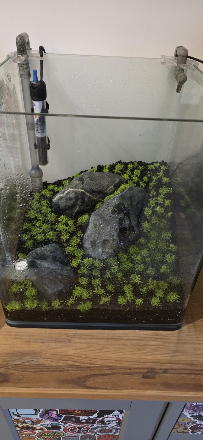 Iwagumi 30 L Bonjour à tous,
Après 26 jours en dry start, la mise en eau de mon 30 L Iwagumi est enfin faite ! Après beaucoup de patience, la triplette est enfin complète.
Le CO₂ est en action à raison d’une demi-bulle par seconde. La puissance de l’éclairage a été diminuée à 75 % pendant 8 heures par jour. J’ai injecté des bactéries, même si tout était déjà bien rôdé.
J’ai bien sûr commencé une dose d’Easy Carbo le temps du cyclage. Aucun engrais n’est prévu pour le moment, l’Utricularia graminifolia n’en ayant pas besoin immédiatement. Une fertilisation uniquement en NPK (macro-éléments) sera toutefois envisagée dans une quinzaine de jours.
Il ne reste plus qu’à attendre.
Bonne journée à vous ?