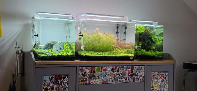 Iwagumi 30 L Bonjour à tous,
Après 26 jours en dry start, la mise en eau de mon 30 L Iwagumi est enfin faite ! Après beaucoup de patience, la triplette est enfin complète.
Le CO₂ est en action à raison d’une demi-bulle par seconde. La puissance de l’éclairage a été diminuée à 75 % pendant 8 heures par jour. J’ai injecté des bactéries, même si tout était déjà bien rôdé.
J’ai bien sûr commencé une dose d’Easy Carbo le temps du cyclage. Aucun engrais n’est prévu pour le moment, l’Utricularia graminifolia n’en ayant pas besoin immédiatement. Une fertilisation uniquement en NPK (macro-éléments) sera toutefois envisagée dans une quinzaine de jours.
Il ne reste plus qu’à attendre.
Bonne journée à vous ?