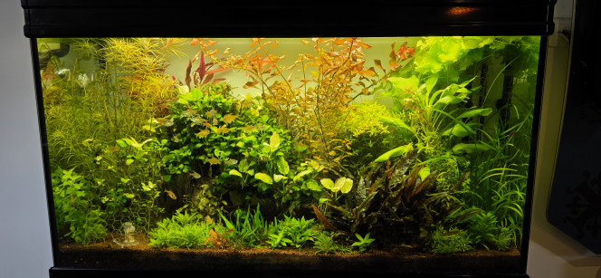 Communautaire 200 L Voilà petite photo de la jungle après une semaine d'absence bonne journée