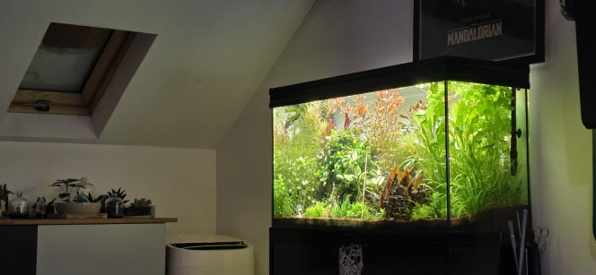 Communautaire 200 L Voilà petite photo de la jungle après une semaine d'absence bonne journée
