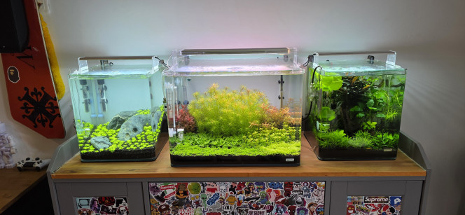 70l hollandais Voilà, après une semaine d’absence (et donc sans intervention), les plantes ont bien poussé.
J’ai effectué un changement d’eau de 10 L. Les paramètres étant stables, pas besoin de forcer sur les changements d’eau. Même si tout a bien poussé, je ne vais pas tailler tout de suite.
J’ai légèrement réajusté le CO₂ : avant j’étais à une bulle par seconde, maintenant je suis à un peu plus d’une bulle par seconde, soit environ 90 bulles par minute pour être précis.
J’ai également nettoyé le filtre. Vous allez me dire : pourquoi nettoyer le filtre alors qu’il est en cours de cyclage ? Tout simplement pour éliminer les poussières noires du sol technique accumulées dans les mousses, car elles pourraient gêner le bon développement des bactéries dans le filtre. Bien sûr, je les ai rincées avec l’eau vidangée de l’aquarium.
L’eau est extrêmement cristalline. Je n’ai aucun souci à imaginer que le support bactérien est au top. Même si mes NO₂ sont à 0 et mes NO₃ à 10, je ne vais pas introduire de vivant tout de suite. Je préfère attendre un mois afin d’être sûr de la bonne stabilité de l’aquarium.
Je me demande également si je ne vais pas retirer la Rotala à droite pour la remplacer par une autre plante. Sur le pot, c’était marqué « Rotala rotundifolia », mais j’ai plutôt l’impression qu’il s’agit d’une Rotala repens, car elle ne supporte pas la forte lumière et ne se dresse pas vers le haut.
Voilà pour le moment ?