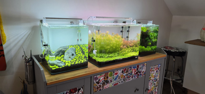 70l hollandais Voilà, après une semaine d’absence (et donc sans intervention), les plantes ont bien poussé.
J’ai effectué un changement d’eau de 10 L. Les paramètres étant stables, pas besoin de forcer sur les changements d’eau. Même si tout a bien poussé, je ne vais pas tailler tout de suite.
J’ai légèrement réajusté le CO₂ : avant j’étais à une bulle par seconde, maintenant je suis à un peu plus d’une bulle par seconde, soit environ 90 bulles par minute pour être précis.
J’ai également nettoyé le filtre. Vous allez me dire : pourquoi nettoyer le filtre alors qu’il est en cours de cyclage ? Tout simplement pour éliminer les poussières noires du sol technique accumulées dans les mousses, car elles pourraient gêner le bon développement des bactéries dans le filtre. Bien sûr, je les ai rincées avec l’eau vidangée de l’aquarium.
L’eau est extrêmement cristalline. Je n’ai aucun souci à imaginer que le support bactérien est au top. Même si mes NO₂ sont à 0 et mes NO₃ à 10, je ne vais pas introduire de vivant tout de suite. Je préfère attendre un mois afin d’être sûr de la bonne stabilité de l’aquarium.
Je me demande également si je ne vais pas retirer la Rotala à droite pour la remplacer par une autre plante. Sur le pot, c’était marqué « Rotala rotundifolia », mais j’ai plutôt l’impression qu’il s’agit d’une Rotala repens, car elle ne supporte pas la forte lumière et ne se dresse pas vers le haut.
Voilà pour le moment ?