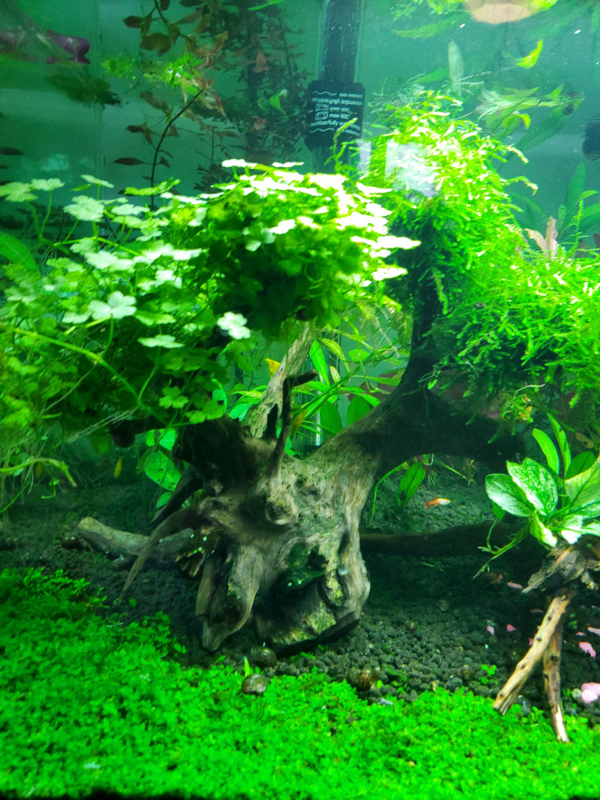 Creation de nouveaux arbres Modification d'un arbre (xmoss / hydrocotyle)  et remplumage de l'arbre en micranthemum
Une nouvelle reineckii, qq pousses de echinodorus Green chameleon, et un mini buisson de pogostemon en avant plan
Lobelia cardinalis pour étoffer le plan du milieu