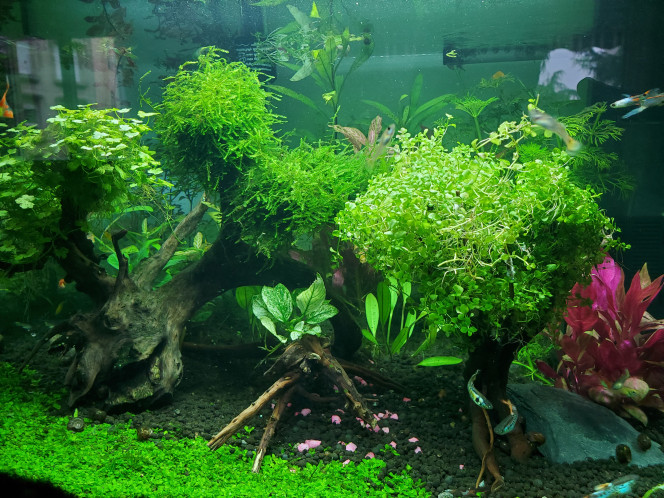 Creation de nouveaux arbres Modification d'un arbre (xmoss / hydrocotyle)  et remplumage de l'arbre en micranthemum
Une nouvelle reineckii, qq pousses de echinodorus Green chameleon, et un mini buisson de pogostemon en avant plan
Lobelia cardinalis pour étoffer le plan du milieu