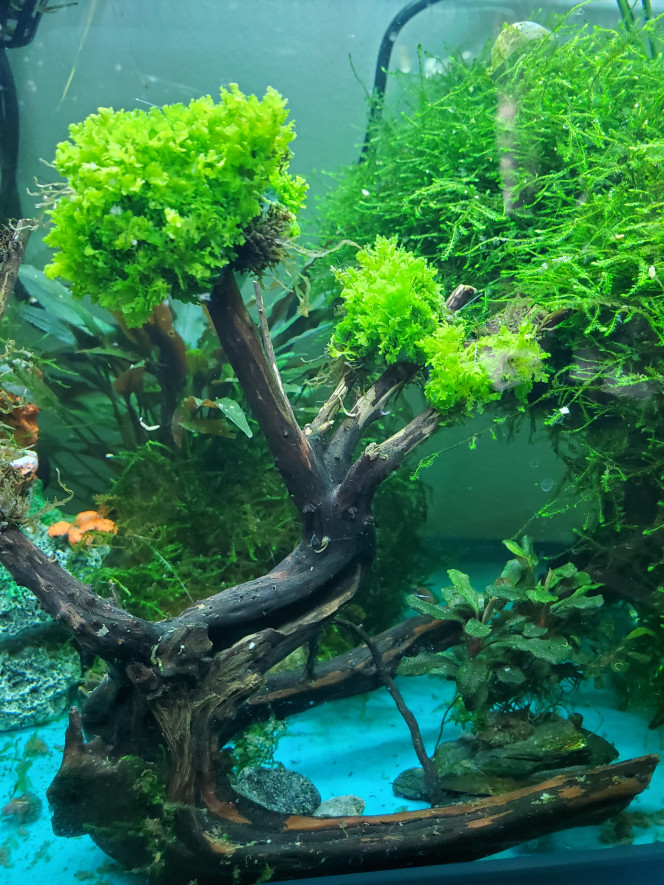 Création d'un arbre Nouvel essai de création d'un arbre avec de la riccardia. Le premier test n'avait pas tenu. J'espère que celui là se développera. Je n'ai pas utiliser de superglue cette fois. Uniquement du fil.