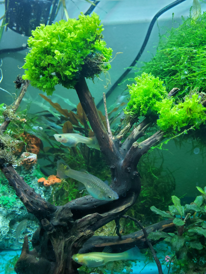 Création d'un arbre Nouvel essai de création d'un arbre avec de la riccardia. Le premier test n'avait pas tenu. J'espère que celui là se développera. Je n'ai pas utiliser de superglue cette fois. Uniquement du fil.