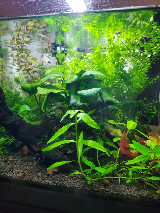 Les aquariums musicaux! Déménagement de femelles dans un autre bac. 
Mon mini aqua est à nouveau adapté à mes demoiselles endlers non gravides. Plus de place ... plus de poissons heureux... :)
