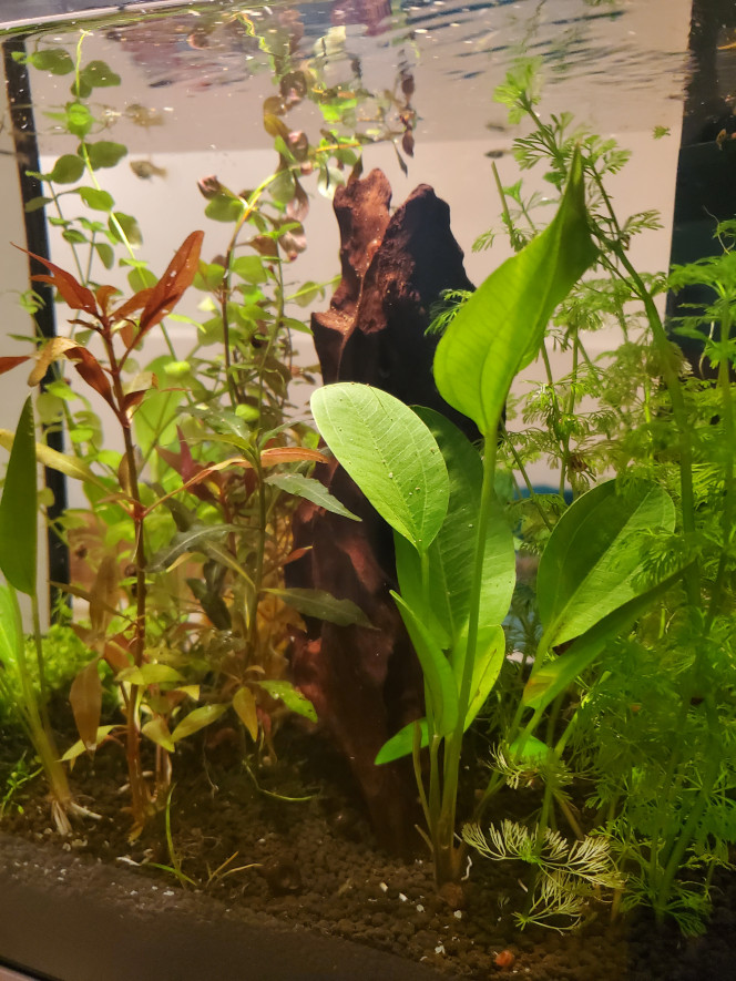 Aquariums musicaux bis ! Changement de locataires pour mon aquarium cab: (1 guppy mâle dcd pendant mes vacances et 1 rapatrié avec mon groupe de mâles endlers) 
Maintenant ce sont des femelles endlers qui occupent l'espace
Par contre je vois qu'elles squattent le haut de l'aquarium comme les guppy mâles faisaient. Je ne sais pas pourquoi. Les tests d'eau sont ok. Et dans l'ancien bac elles circulaient partout.
Par contre c'est mon seul aquarium fermé (couvercle).
Y a t il une modification d'utilisation de l'espace de nage si l'aquarium est fermé ? (Peut être moins oxygéné??? Du fait qu'il ne soit pas ouvert ?)
C'est bizarre