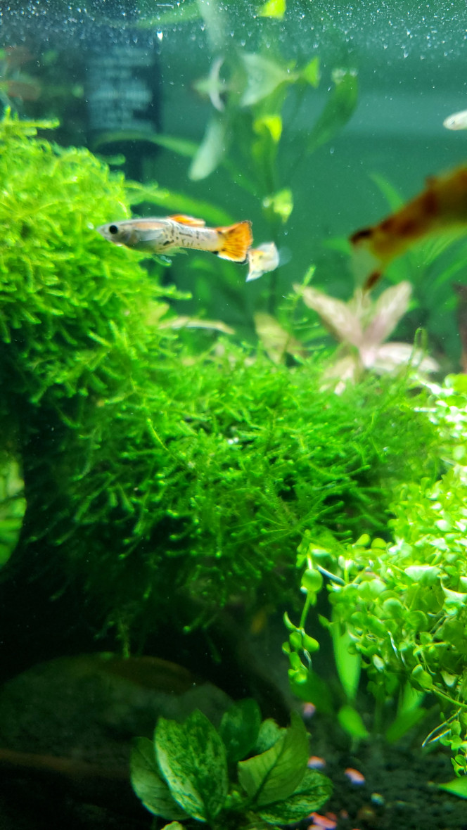 Présentation de mes juvéniles endlers Voici mes petits endlers mâles de qq mois 
On dirait des cobras ... 
ils vont encore intensifier leurs couleurs d'ici les 3 mois qui viennent 
Bientôt la baby shower ?