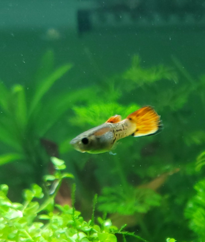 Présentation de mes juvéniles endlers Voici mes petits endlers mâles de qq mois 
On dirait des cobras ... 
ils vont encore intensifier leurs couleurs d'ici les 3 mois qui viennent 
Bientôt la baby shower ?