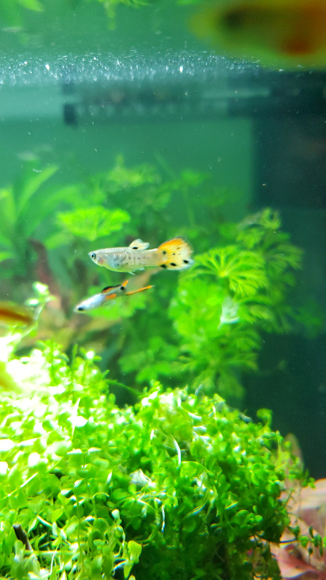 Présentation de mes juvéniles endlers Voici mes petits endlers mâles de qq mois 
On dirait des cobras ... 
ils vont encore intensifier leurs couleurs d'ici les 3 mois qui viennent 
Bientôt la baby shower ?