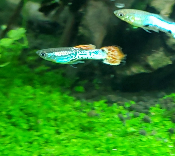 Présentation de mes juvéniles endlers Voici mes petits endlers mâles de qq mois 
On dirait des cobras ... 
ils vont encore intensifier leurs couleurs d'ici les 3 mois qui viennent 
Bientôt la baby shower ?