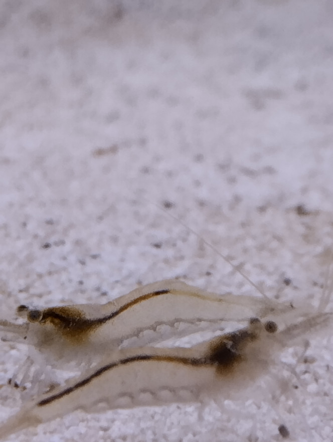 Photographie du post de Fishnships 