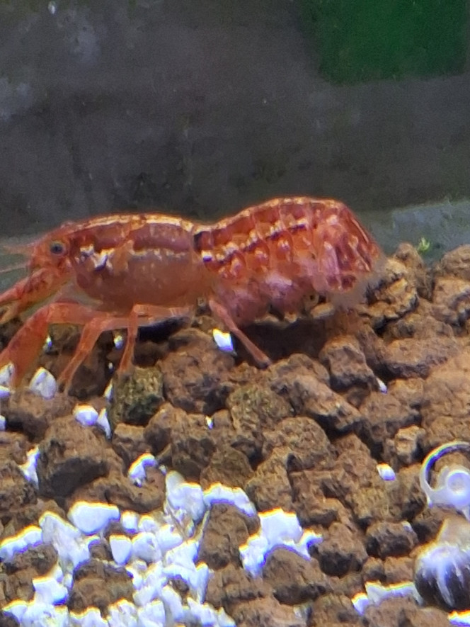 Photographie du post de PORTELLI 