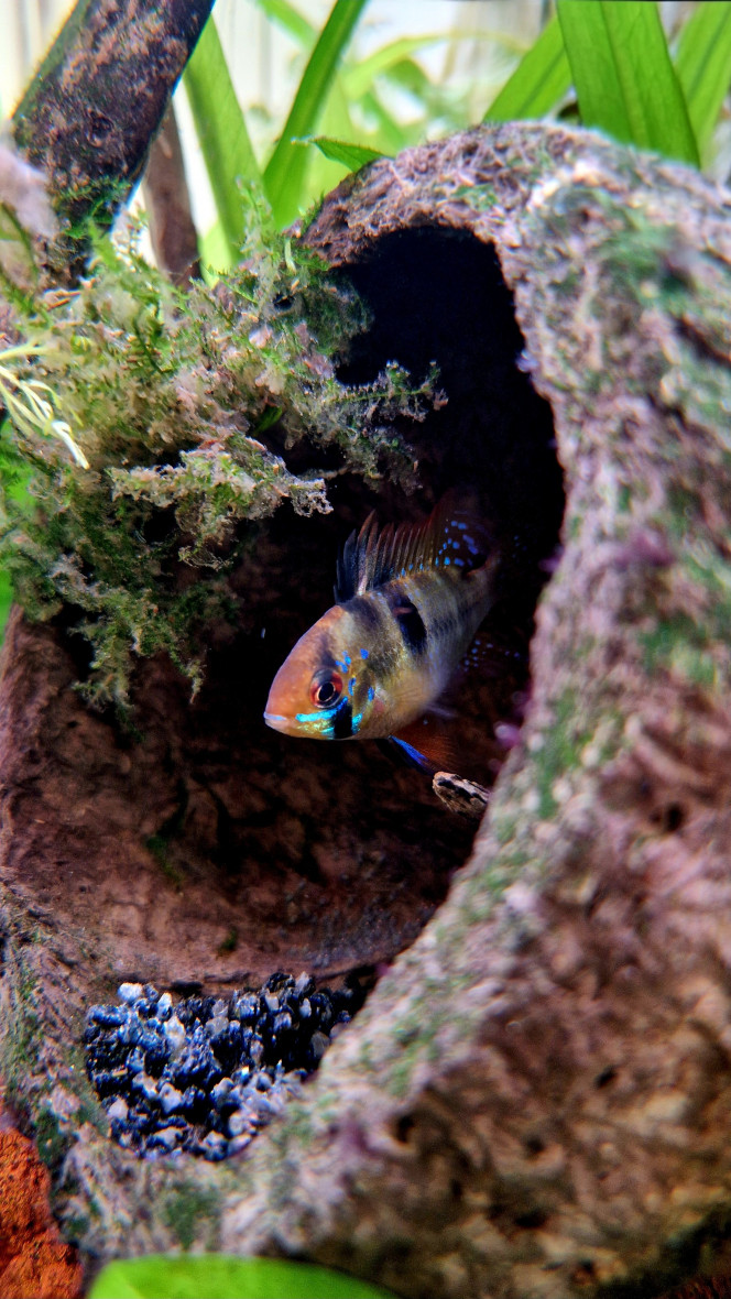 Ramerezi mâle qui monte la garde Le mâle et la femelle s’alternent pour préparer leur nouveau lieu de ponte dans une noix. Gare à qui s’approche !