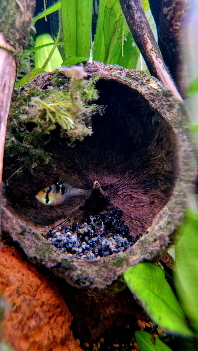Ramirezi C’est au tour de la femelle de monter la garde pendant que mâle se restaure de son coté. C’est intéressant de les voir se relayer si promptement