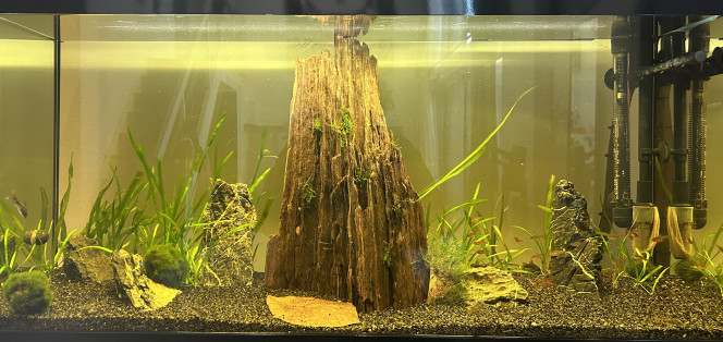  J’attend que les vallisneria poussent