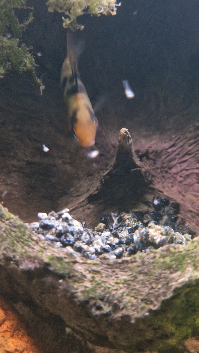 Ramerezi: On aperçoit les premiers petits qui nagent 