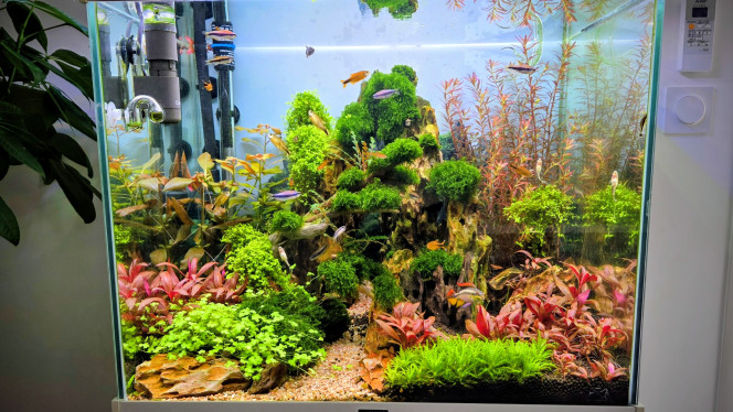 Photographie du post de Yannick66 