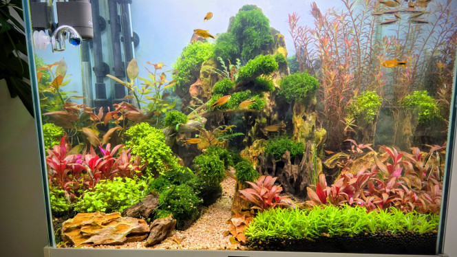 Photographie du post de Yannick66 