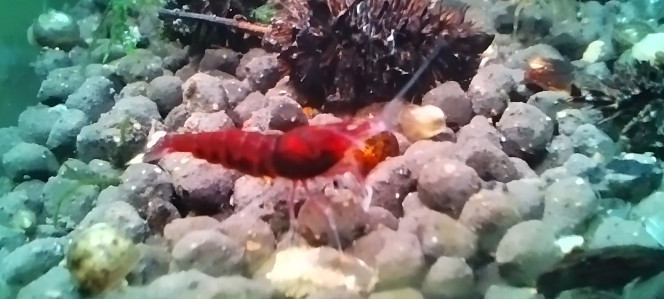 Photographie du post de AquaShrimp95 