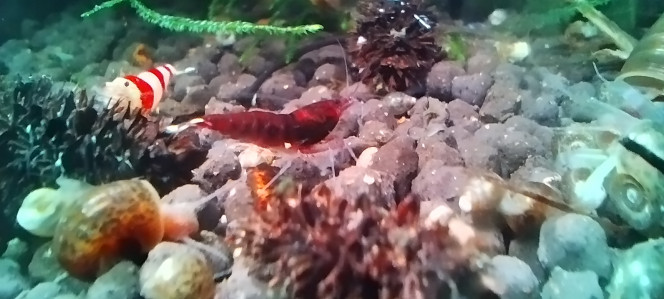 Photographie du post de AquaShrimp95 