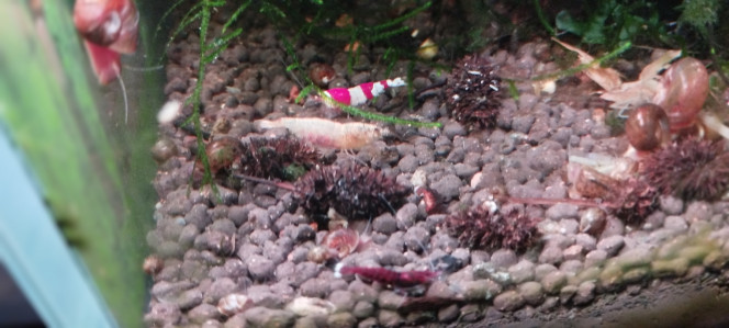 Photographie du post de AquaShrimp95 