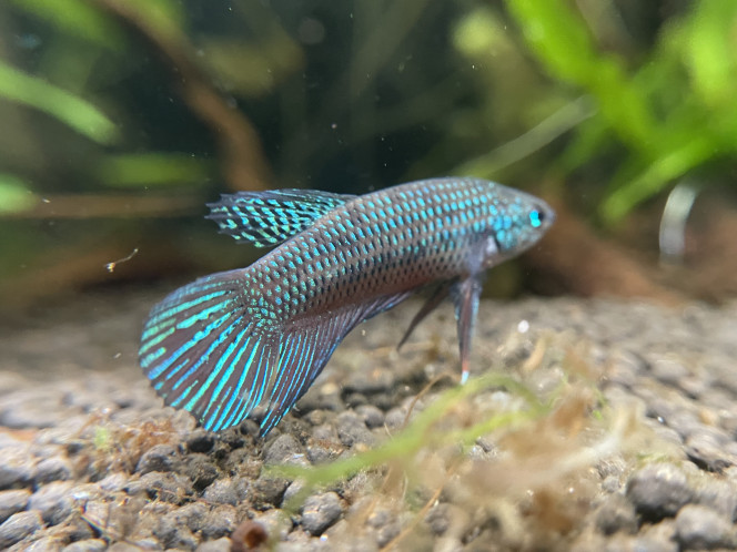 J’ai compté au moins 6 alevins betta smaragdina dans le bac 